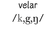 velar  k,g,ŋ 