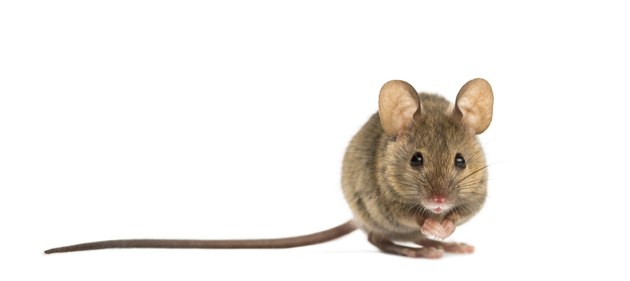 Wood mouse in front of a white background
