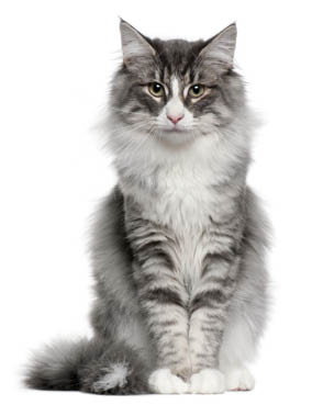 Norwegian Forest Cat (5 months old)