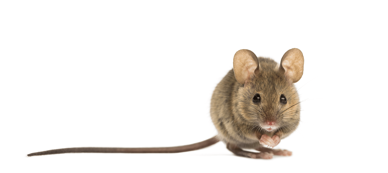 Wood mouse in front of a white background