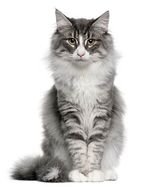 Norwegian Forest Cat (5 months old)